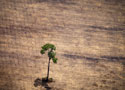 Dados que governo segurou mostram desmatamento alto